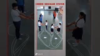 cardio vascular system shorts medical [upl. by Otreblada]