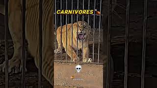 Herbivores🍃VS Carnivores🍗🥶🤯The Last One ☠️trending animals youtubeshorts viralvideo [upl. by Chinua]