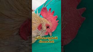 24 Chickens amp 3 Guinea Fowl to County for Pullorum Testing shorts farmvlog birds chicken short [upl. by Adranoel]