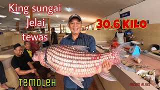 KING SUNGAI JELAI TEMOLEHTEMELIAN 306 KILO TEWAS [upl. by Sadiras275]