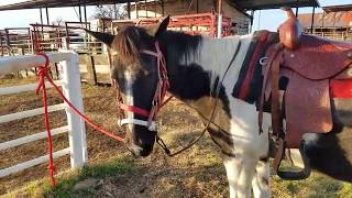 Bitless Bridle test  trying a new sidepull out on a horse that usually uses a snaffle bit [upl. by Sergo136]