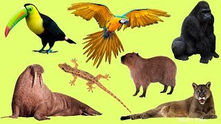 Learn Names and Sound Wild Animals part 2 for Kids in English [upl. by Prosper]