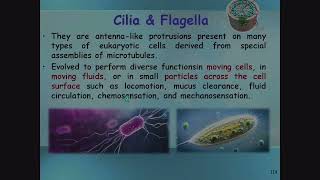 Cilia and Flagella [upl. by Atiraj]