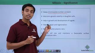 Class 11th  Mitosis – Significance  Cell Cycle and Cell Division  Tutorials Point [upl. by Adnovaj]