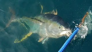 BIG GAME HUNTING  Yellowfin Tuna in the Gulf of Mexico  DIY Decking Install [upl. by Llener]