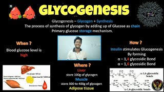 Glycogenesis  Biochemistry  Tamil  Insulin  Glycogen  Glucose  Diabetes Biology ThiNK VISION [upl. by Noramac]