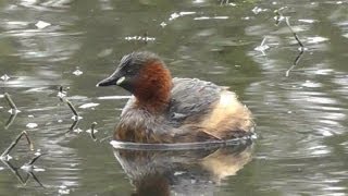 Little Grebe on Tehidy Woods Lake  Dabchick  Grèbe Castagneux [upl. by Maida]