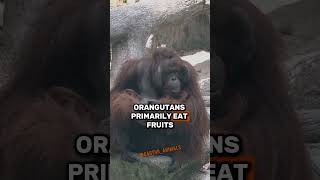 Orangutans The TreeDwelling Geniuses of the Rainforest shorts [upl. by Ahsilahs]