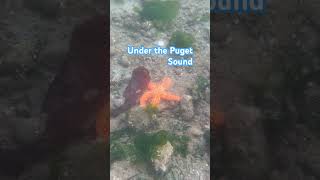 Under The Puget Sound pugetsound nature starfish sea relax [upl. by Suiram]