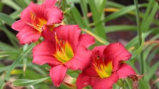 Mondini Plantas Cultivo de Hemerocallis [upl. by Llednek]