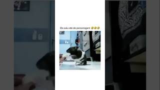 Que isso ratinho😳 animal br brasil shortsvideo cachorro gato humorbrasil animalshorts [upl. by Dougie49]