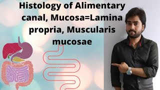 Histology of Alimentary canal  Mucosa Lamina propria and Muscularis mucosae By Abhishek sir [upl. by Elman]