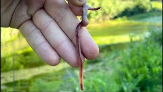 Pesco usando SOLO un AMO e un LOMBRICO VIVO Risultati SORPRENDENTI  Challenge di Pesca in Fiume [upl. by Ingar106]