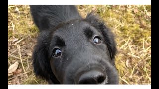 FLAT COATED RETRIEVER PUPPY GROWING UP [upl. by Kissie600]