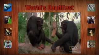 World s Deadliest  Killers Like Us Chimpanzees [upl. by Neelrahs]