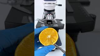 Orange under the microscope testing unbelieve resultshorts short ytshorts microscope [upl. by Ahsotan]