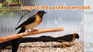 Longtailed paradise whydah [upl. by Yellek]