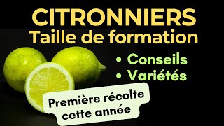 Citronniers Taille de formation des 5 variétés de citronniers plantés cette année déjà 20 citrons [upl. by Naffets]