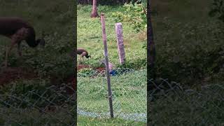 Peacocks and peahens peacock peahen udupi nature birds bird birdwatching [upl. by Cameron174]