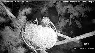 Wildlife Rescue of Dade County Eagle Nest Top Cam [upl. by Hadleigh]