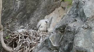 Peregrine Falcon chick regurgitating a pellet [upl. by Nerua]