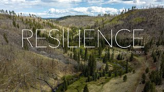 Resilience  The Rise of Apache Trout [upl. by Alemak]