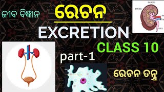 ରେଚନ EXCRETION class 10 life science chapter4 in odia  Part1 [upl. by Snyder]