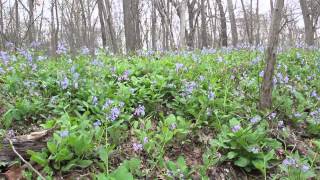 Bluebells Along Bull Run [upl. by Sallie]