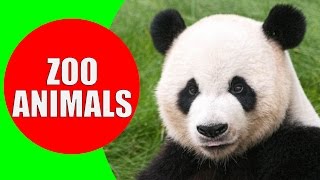 Zoo Animals for Kids  Videos and Sounds of Wild Animals at the Zoo for Children to Learn [upl. by Nireves]