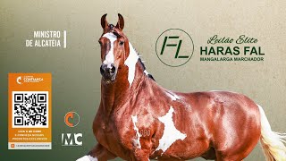 Leilão Elite Haras Fal [upl. by Atsyrc]