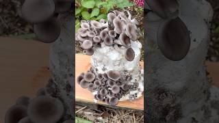 Growing Oyster Mushrooms With Toilet Paper [upl. by Pete]