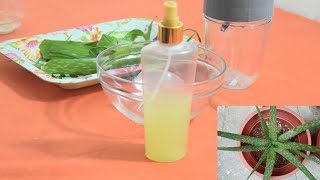 DIY ALOE VERA HAIR SPRAYSPRITZ [upl. by Esela591]