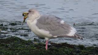 10282024Glaucouswinged GullJamestown Beach [upl. by Botnick547]