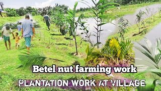 Betel Nut plantation work [upl. by Atnim221]