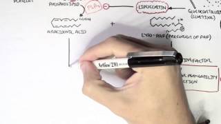 Part I  Aracidonic Acid Metabolites [upl. by Stinky]