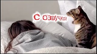 Приколы с котами С ОЗВУЧКОЙ Смешные коты  самые смешные животные [upl. by Bain144]