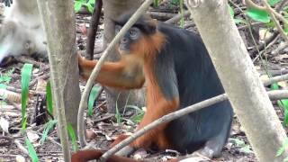 Western Red Colobus monkey  Procolobus Badius [upl. by Puto]