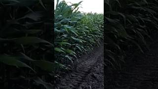 dekalb ganaderos corn farming [upl. by Atiuqahs]