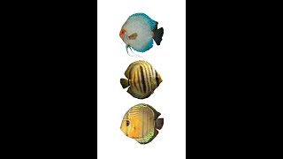 3 Species of Discus Fish  Pompadour Fish Cichlids  Genus Symphysodon Family Cichlidae [upl. by Derron25]