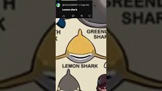 Lemon shark🍋🦈😳 shorts shark lemonshark [upl. by Lydie]