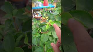 শীতে প্রচুর ফুল পেতে চাও bougainville gardeningplants bougainvilleagarden plants [upl. by Besse]