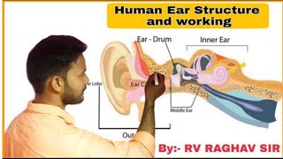 Human Ear  Structure and working ll Ear Anatomy ll How The Ear Works  Nemours ll Inner Ear ll [upl. by Lyle70]