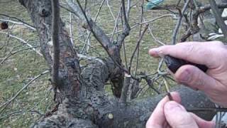 Grafting Apple Trees [upl. by Joshua]