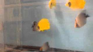 Golden Butterflyfish  Chaetodon Semilarvatus99  wwwnyaquaticcom [upl. by Brottman]