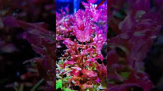 Fish Tank Planting Achieve Stunning Growth in Your Tank  Rotala Macrandra  pondonnet [upl. by Fen436]