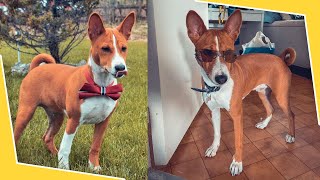 Basenji Training Guide Watch This Before Getting One [upl. by Thetes]