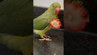 Anyone else’s bird do this 🤪 talkingparrot cuteanimals talkingbird babyanimals funnyanimals [upl. by Columbus]