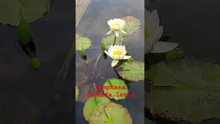 Nymphaea candida lotusWhite water lily [upl. by Einneb9]