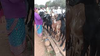 VM Sheep Farmsheepfarm animals achampet sheeps goat trendingshorts viralshort short [upl. by Shakti943]