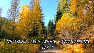 We Found Larch Trees  Fall Camping Day 2 Day 5100  101724 [upl. by Tija]